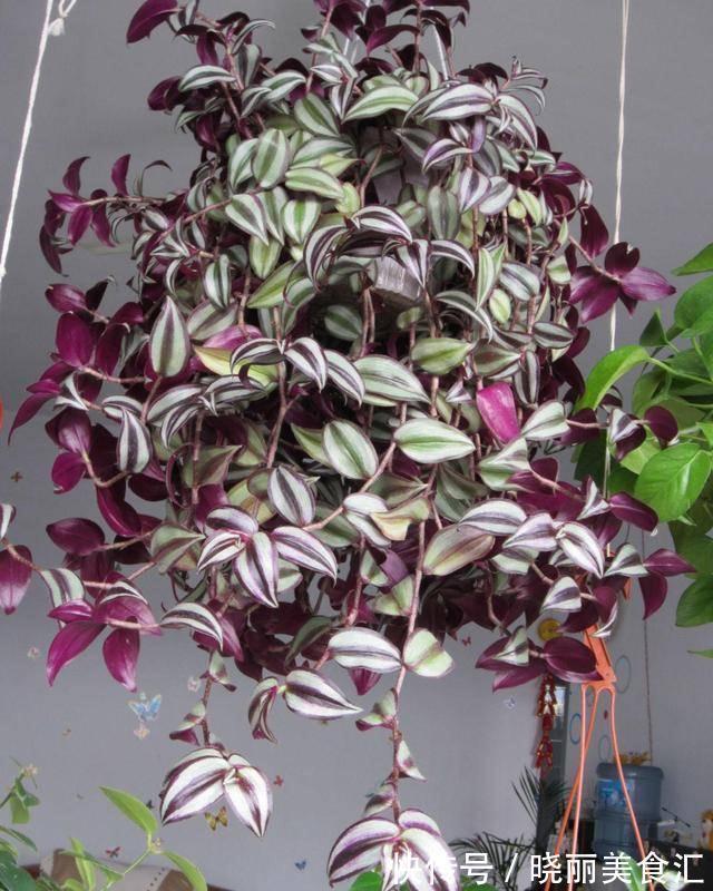 5种“彩色吊兰”,比绿萝更好看,关键是比绿萝好养的多