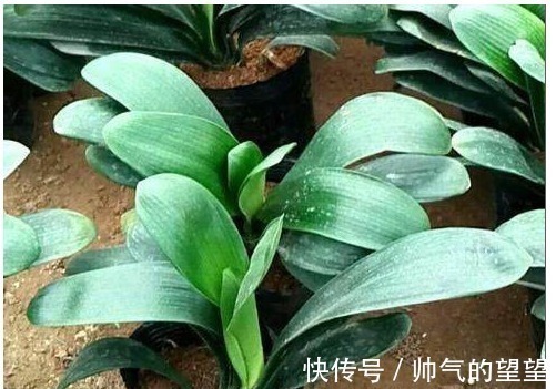 白酒|君子兰不开花,喝上一口“白酒”,50天后开花爆盆,快学起来吧