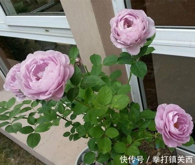 冬天|冬天绿植怎样保暖、防寒?做“2步”,不掉叶不烂根,漂亮又耐冻