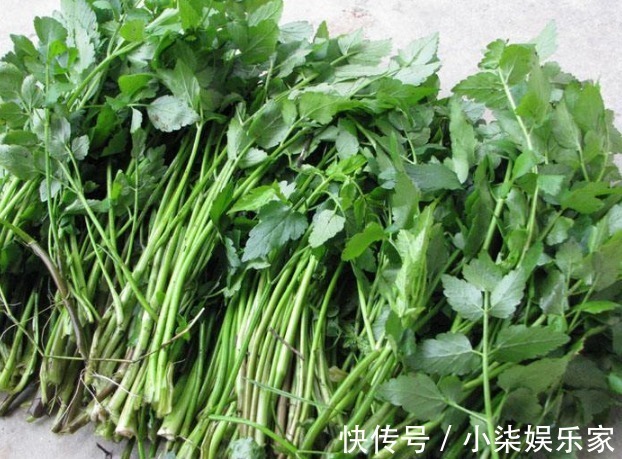 虫害|提个醒路边遇见此野菜，要拔回家，对身体好处多多，捡到就是宝