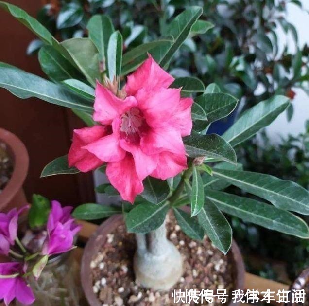 养花时注意,这4种花切不可用大花盆,越小越好,长得旺盛有气质!