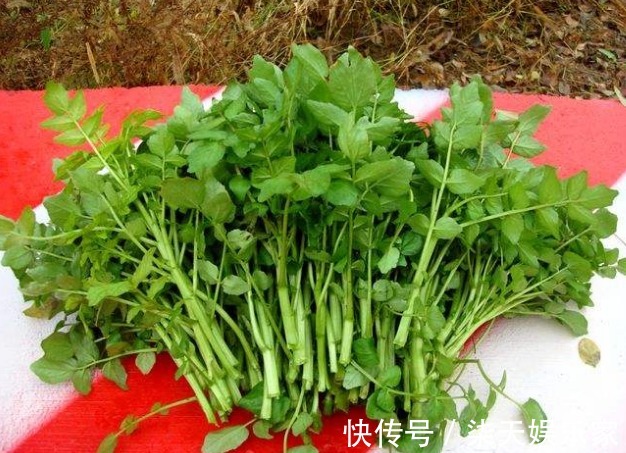 西洋菜|多给孩子吃此菜,补钙质,长个头,双眼明亮,肝脏越来越健康