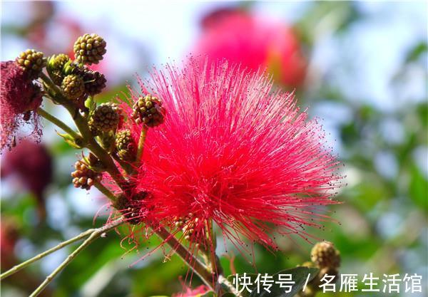 龙船花龙船花|养花试试这几款,花朵像是一个大大的绒球,果子也非常迷人