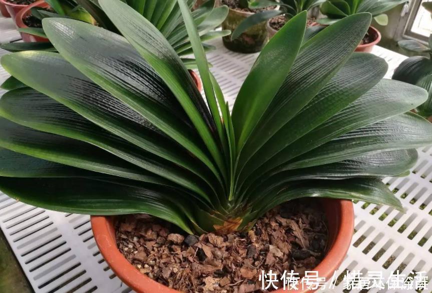 松树有2宝，松果壳、松针，带回家养花，效果比花肥强