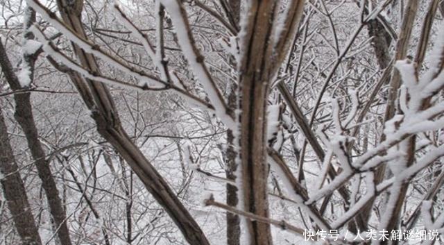 山中若遇此种植物,请珍惜保护,不可破坏,见一眼已是运气