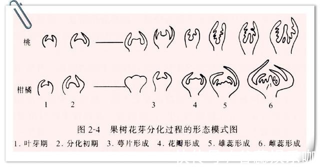三角梅、月季、栀子花总是不开花,几个小技巧,一年四季爆盆