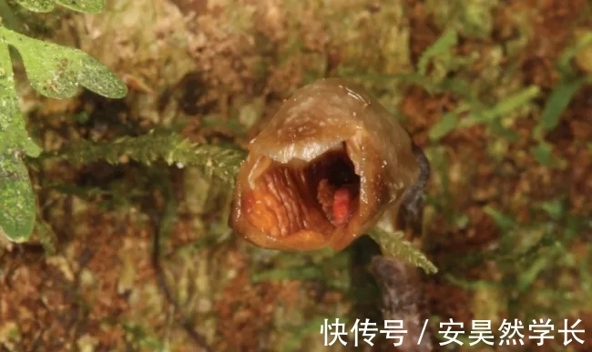 好丑!好臭!你没看错,我说的是兰花