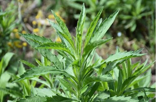 腹泻|这野草农民叫它“醉酒草”,肠胃不舒服全靠它,还能止血祛风湿