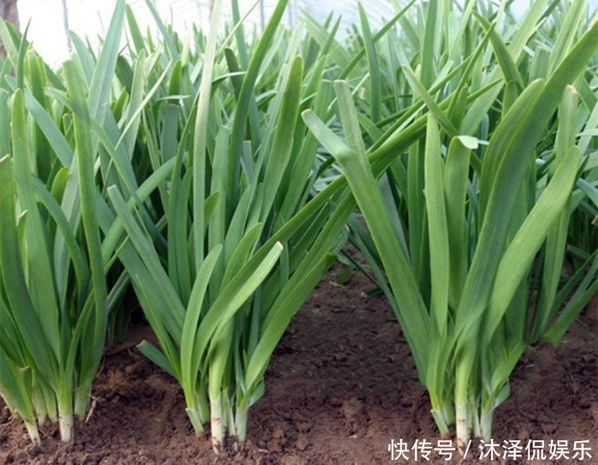 立春前后给韭菜做好两点,让韭菜长得粗胖茂盛,老菜农经验