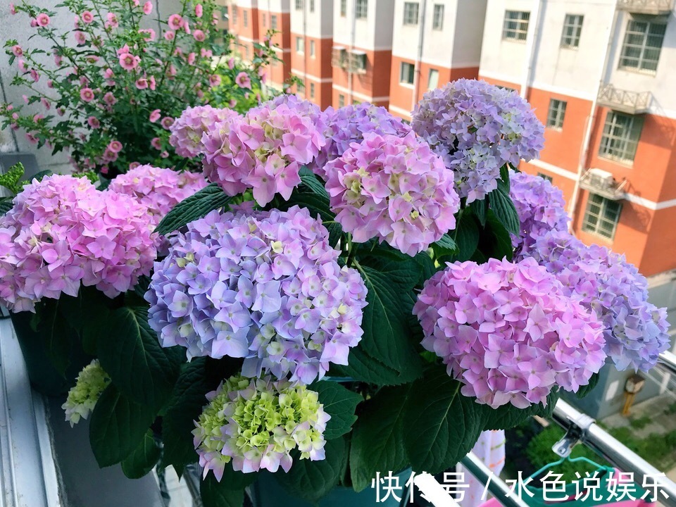 此3种花,颜值高、开花旺,轻松开成“大花球”,养花人都喜欢