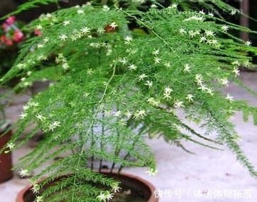 文竹不长了5个“小技巧”,长得又快又美,郁郁葱葱一大丛!