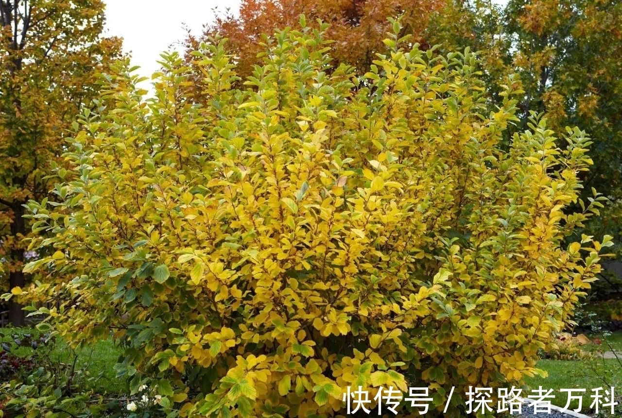 在寒冷的冬春时节灿烂开花的8种观赏花卉，可露养户外，打理简单