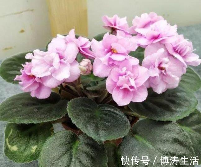 4种花是“花卉中的劳模”,沾土就活,20天就能开花爆满盆