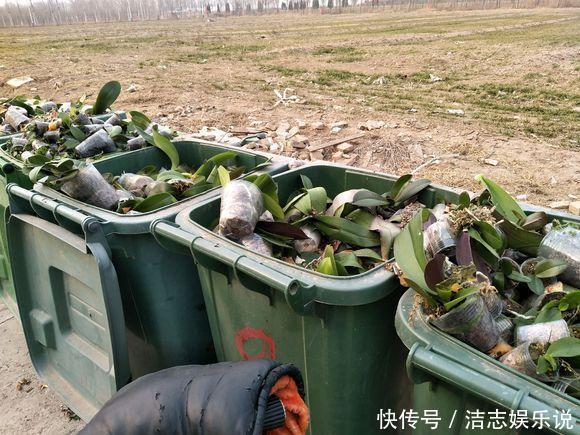 养护|烂根的蝴蝶兰别扔,学会这么做,猛窜花枝,年年都开花