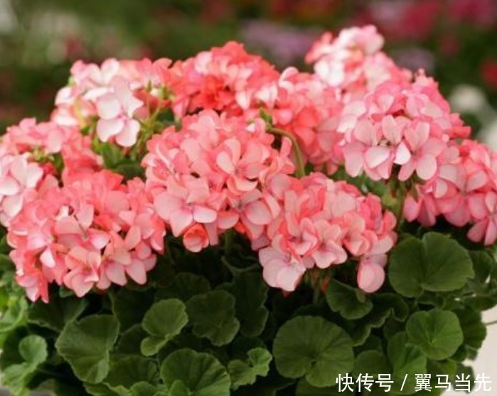 养分|阳台爆盆首选,开花量大,花期长,懒人新手都能养,美爆阳台!