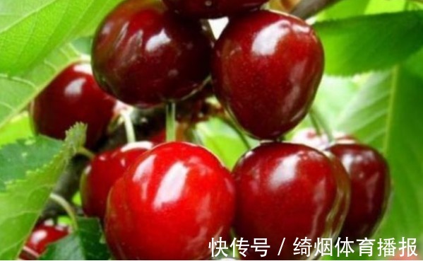 碧护|樱桃美容养颜、调理肠胃,农民掌握施肥要点,收获吃不完的樱桃