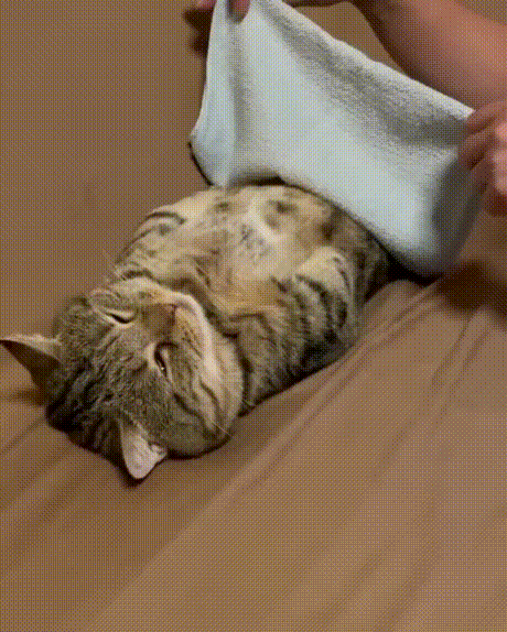 |【被窝段子20211223】现实点,你根本没有努力,你在抱怨