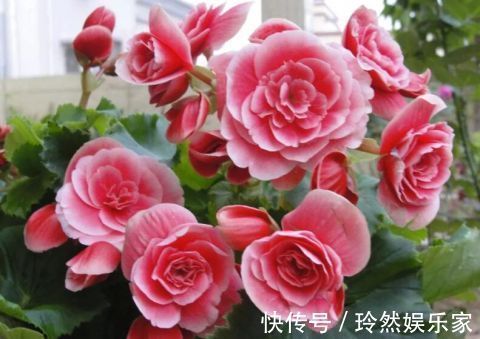 烂根|这9种花冬天别喷水，否则烂根烂叶，后悔都来不及！