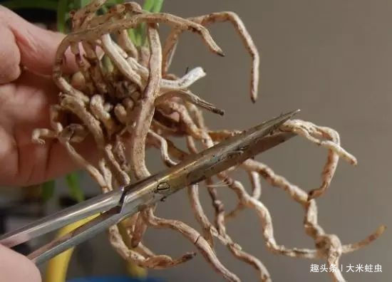 一棵品相绝佳,年年开花的好兰花,根系一定又白又壮