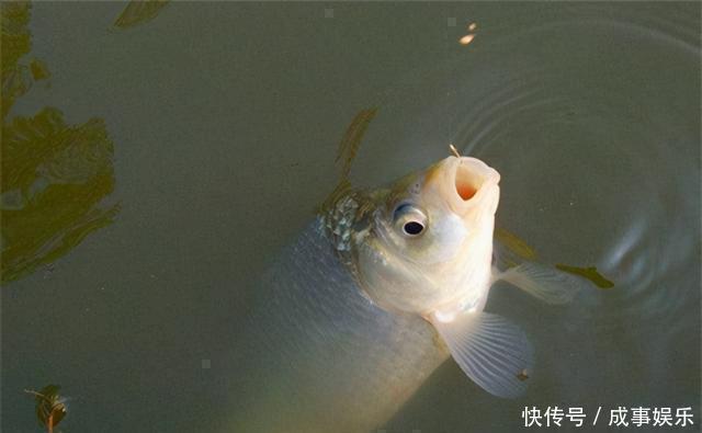 虫饵|冬钓鲫鱼,提升上鱼率的5个方法,鱼口轻不用怕,方法总比困难多