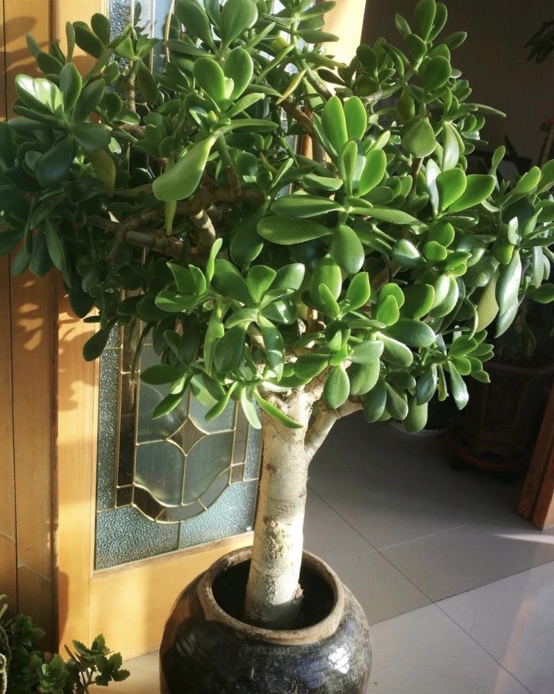 繁殖|4种花,摘一个枝条插盆里,很快就长叶长根,当年就开花