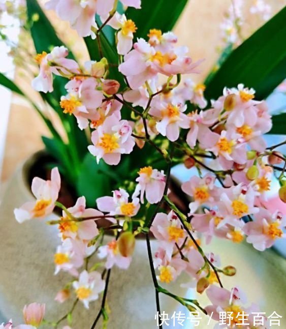 几种漂亮花,好养易活能爆盆,阳台变花海,天天有花赏!