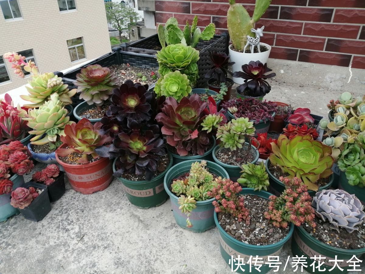 本来有个一楼院子,后来因养花换成天台,真是后悔