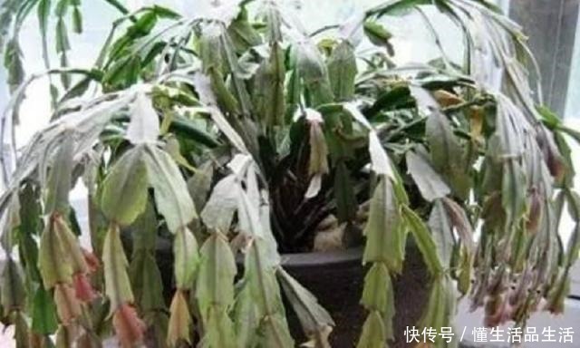 蟹爪兰“软趴趴”像霜打了一样,因为犯了1个大错,赶紧改来得及!