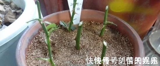 养花爱好者看过来这15种花现在“扦插”,生根快,一个周就长芽