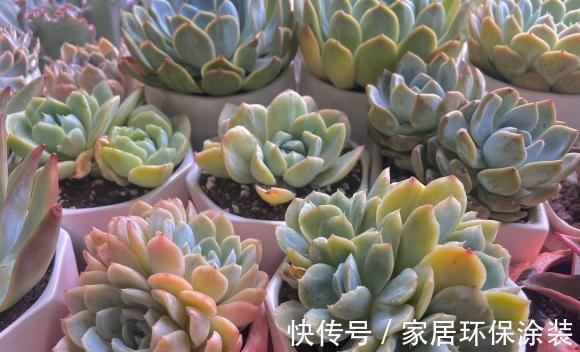 花土|多肉植物用施肥吗？秋天撒点缓释肥，有了肥料，多肉长得快