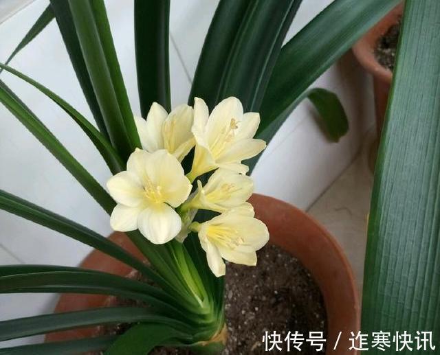 技巧|君子兰浇水4要点,掌握君子兰四季浇水技巧,开花爆盆不难