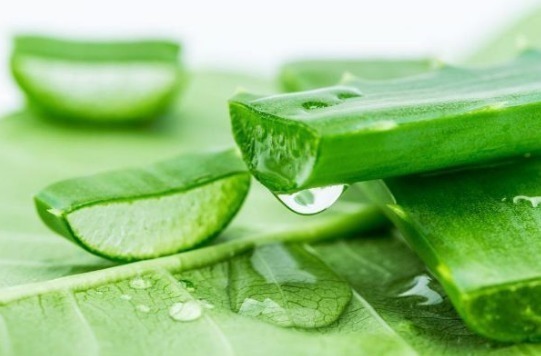 家有芦荟的有福了,用芦荟擦脸的4大好处,皮肤发生的喜人改变