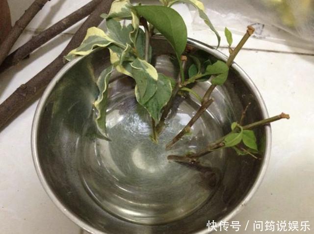 漂亮也好养的“4种花”,枝条能剪下来“扦插”,1年后开花多!