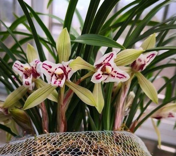 困恼盆栽兰花遭遇茎腐病这样预防、治疗,新手都能分分钟搞定