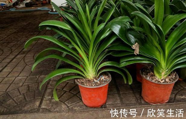 君子兰|盆养君子兰，7天浇一次臭水，保管网格叶油绿、开花多