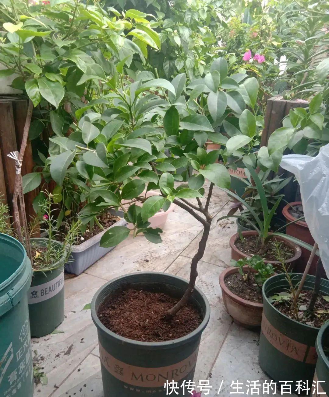 这花不用扦插,枝条套个塑料袋,大白根呼呼冒养花大全昨天
