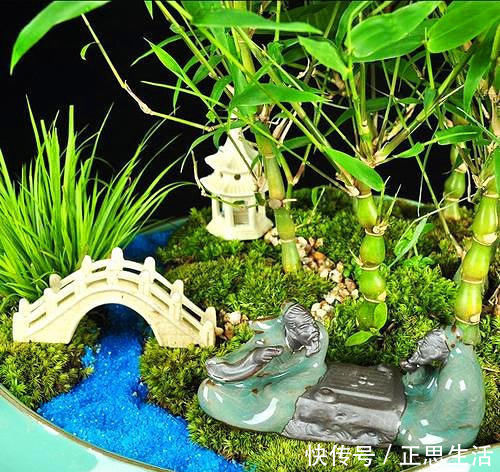 佛竹|这“竹子”这么大个肚子,可谓“宰相”,好看旺财,能养20年