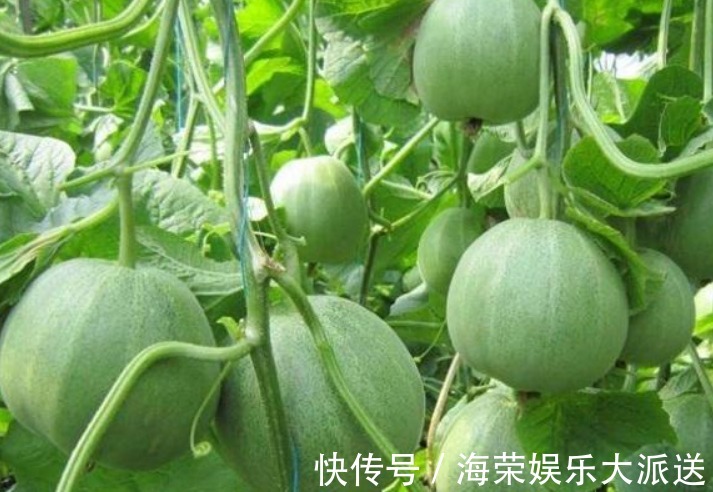 婦科疾病|女人常吃此物，保護子宮，子宮變得健康，皮膚越來越細膩