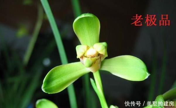 蕙兰|请欣赏蕙兰的新八种介绍及开品图片