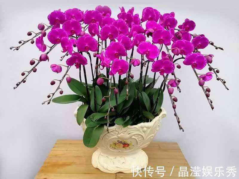 仙客来|2021“很火”的4种年宵花，各个优美不凡，好养、耐看、寓意好