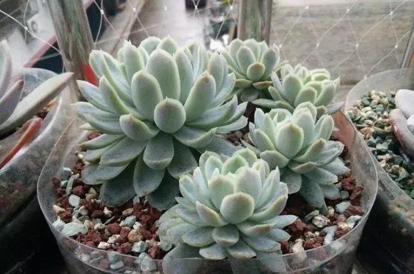 只要家里有油桶，就不用花钱买花盆！多肉种在油桶里，叶子胖嘟嘟