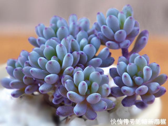 养护|最具清凉感的5种多肉,养护用对方法,出状态后呈现出高级蓝