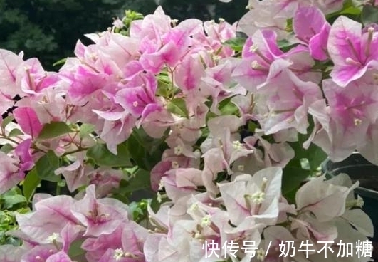 农历9月初8寒露后，养什么花？以下3种花，心想事成万事如意