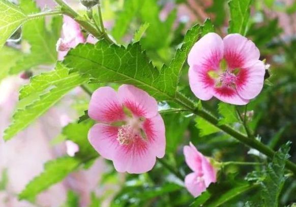 这些花朵,越养越好看,太阳大才长得好,开花美艳量还多