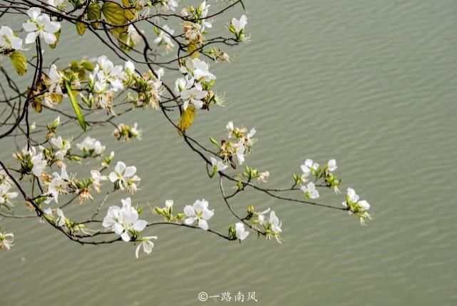 赏花不一定要去武汉婺源，广州海珠湿地紫荆花带浪漫梦幻，太美了