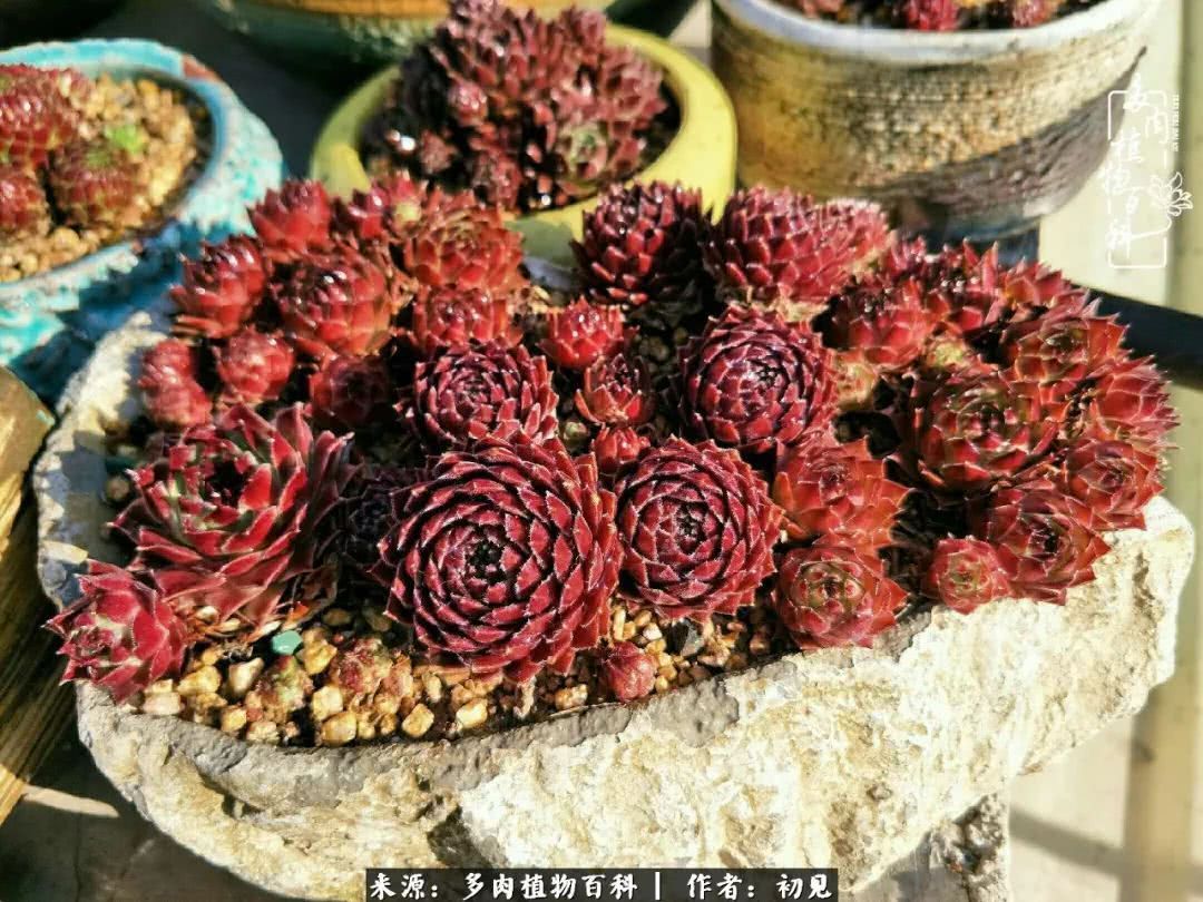 养多肉四周年，从初见到爱恋！幸福一直藏在浅薄的日子里！