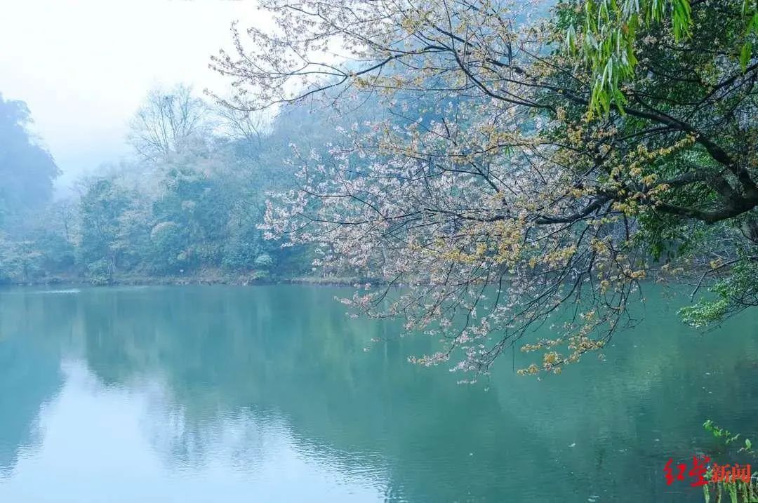 免票|7月15日老峨山恢复性开山！首月门票半价