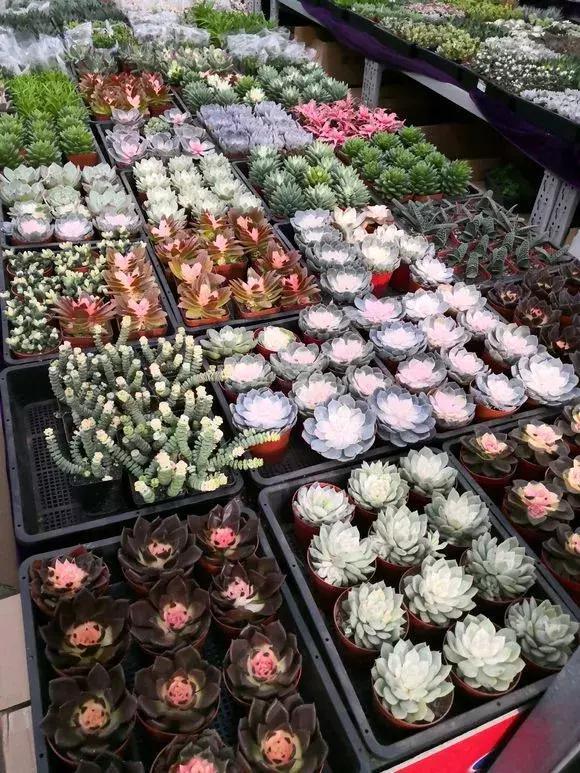 4种花再好看也别买,养不活不值钱,还惹一肚子气!