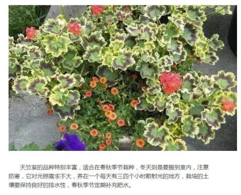 这些花朵精致的植物适合在秋季栽培，春天能开出灿烂的花朵！