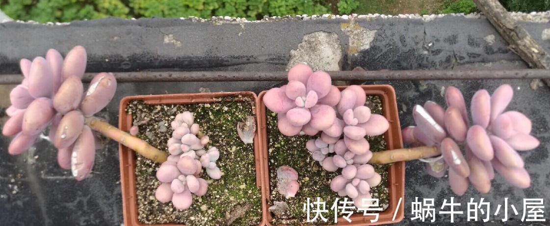 多肉品种何其多，唯有桃蛋是最爱